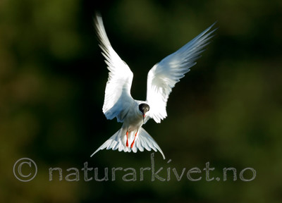 bb 06 0019 / Sterna hirundo / Makrellterne
